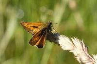 Ochlodes sylvanus