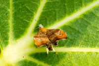 Choreutis nemorana