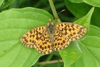 Boloria dia