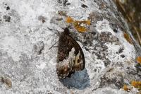 Hipparchia fagi