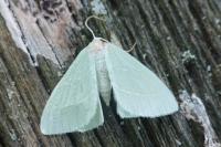 Hemistola chrysoprasaria