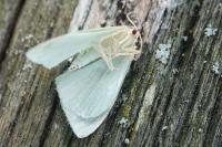 Hemistola chrysoprasaria