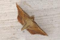 Endotricha flammealis