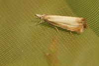 Chrysoteuchia culmella