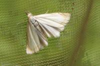 Chrysoteuchia culmella