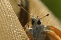 Thymelicus lineola