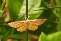 Idaea ochrata