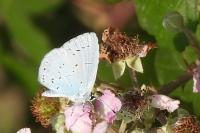 Celastrina argiolus