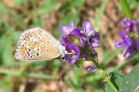 Aricia agestis