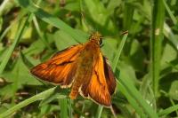 Ochlodes sylvanus