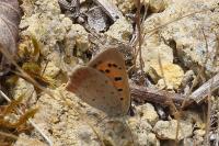 Lycaena phlaeas