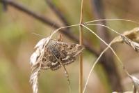 Pyrausta despicata