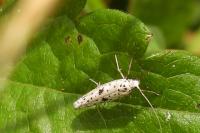 Yponomeuta plumbella