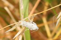 Myelois circumvoluta