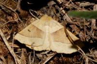 Crocallis elinguaria