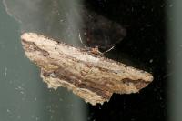 Menophra abruptaria