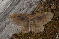 Philereme transversata