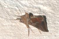Macdunnoughia confusa