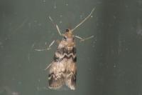 Euzophera pinguis