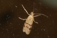 Homoeosoma sinuella