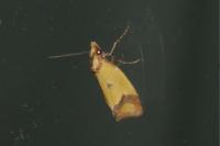 Agapeta zoegana