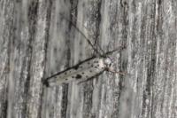 Yponomeuta plumbella