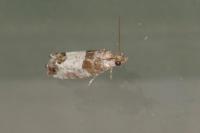Spilonota ocellana