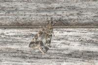 Eudonia mercurella