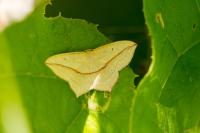 Timandra comae