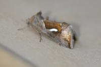 Macdunnoughia confusa