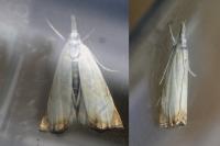 Chrysoteuchia culmella