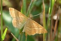 Idaea ochrata