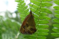 Pyronia tithonus