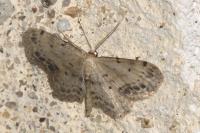 Idaea dimidiata