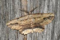 Menophra abruptaria