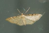 Idaea fuscovenosa