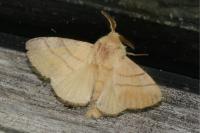 Malacosoma neustria