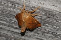 Apoda limacodes
