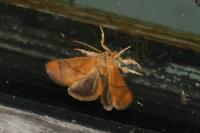 Apoda limacodes