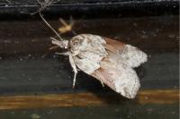 Nycteola siculana