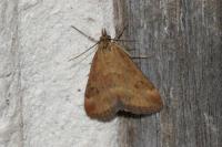 Pyrausta despicata