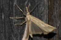 Agriphila straminella