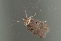 Agonopterix conterminella