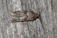 Blastobasis glandulella