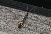 Coleophora