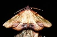 Plagodis dolabraria
