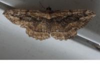 Philereme transversata
