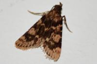 Aglossa caprealis