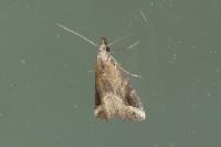Schrankia costaestrigalis