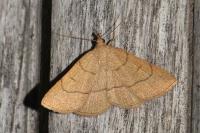 Paracolax tristalis